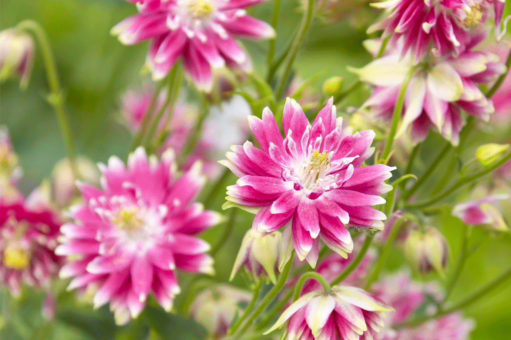 Elegant aquilegia collection