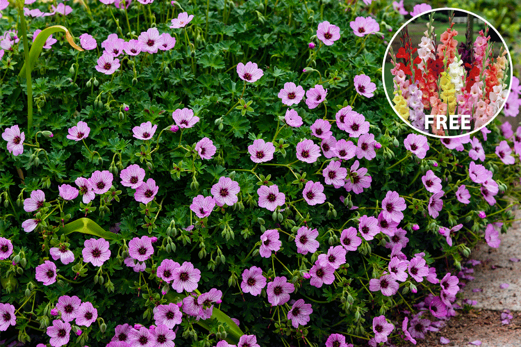 Glowing Geranium Collection