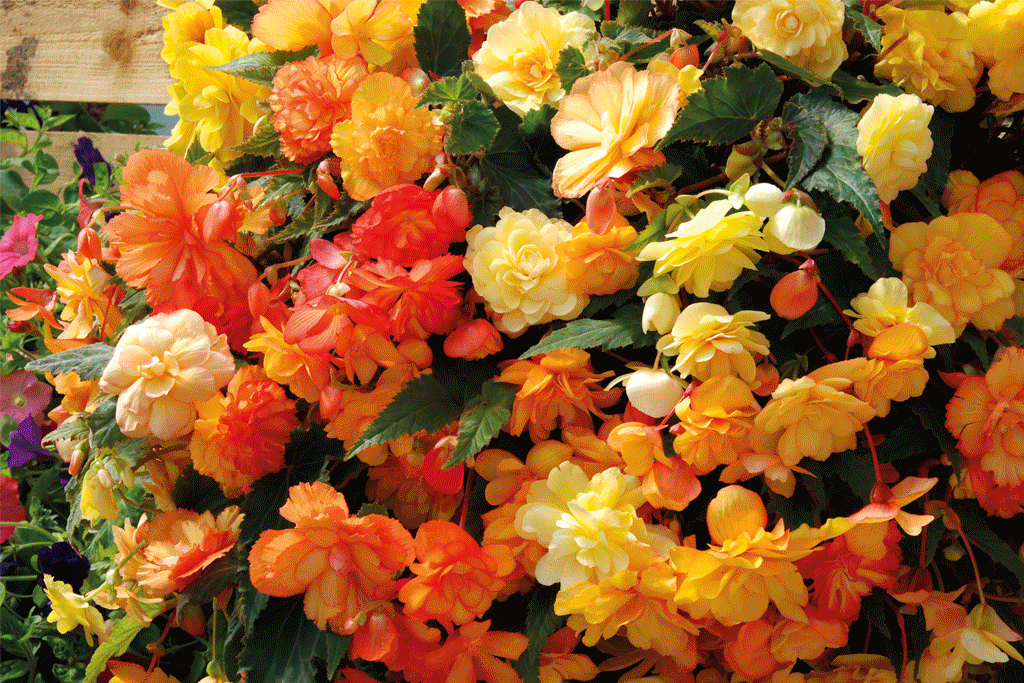 MIX & MATCH GARDEN-READY PLANTS