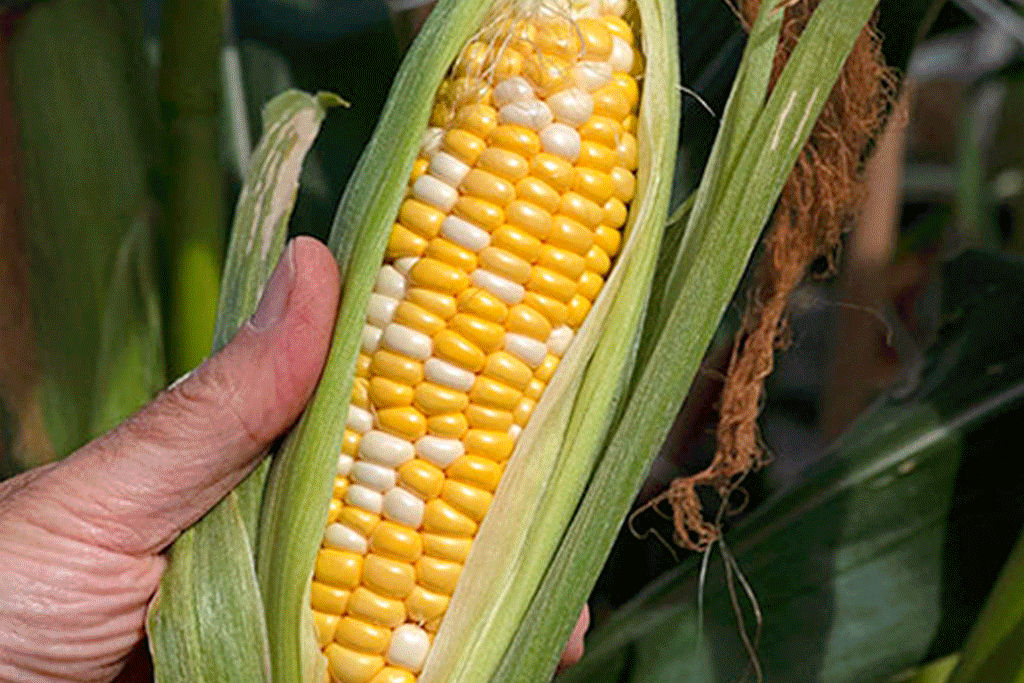 Tomato ’Moneymaker’, Sweetcorn 'Pot Of Gold', Pepper 'Hot Quickfire', Pumpkin 'Atlantic Giant'