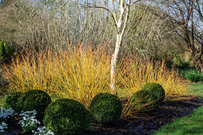 silver-birch-5 silver-birch-5