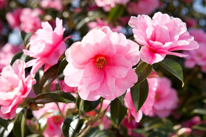 Pink camellia blooms Pink camellia blooms