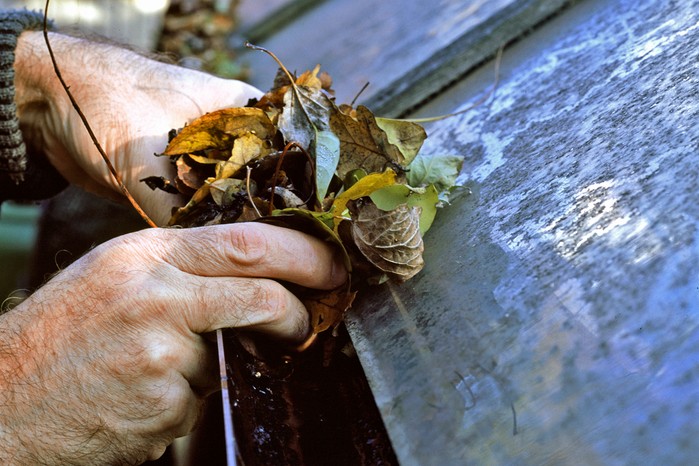 Removing leaves from the greenhouse guttering Removing leaves from the greenhouse guttering