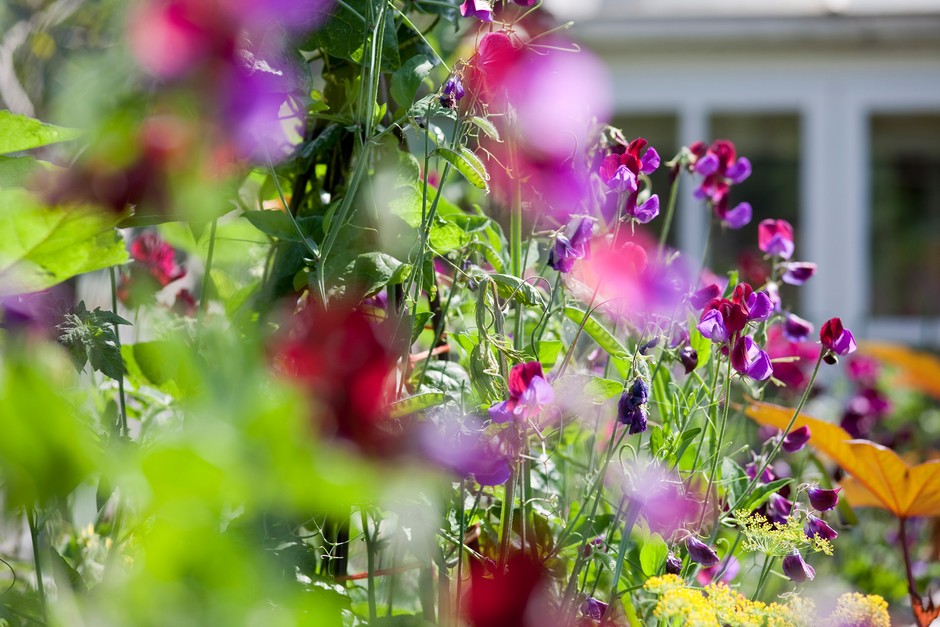 How to grow sweet peas How to grow sweet peas