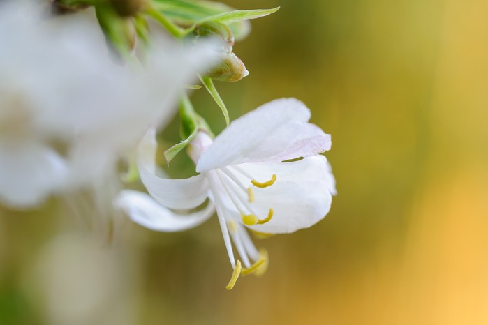 White winter honeysuckle flowers White winter honeysuckle flowers