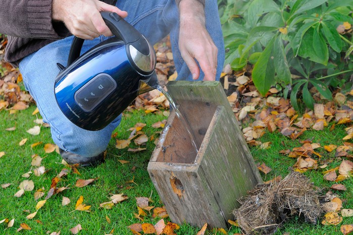 Cleaning out a nest bird box Cleaning out a nest bird box
