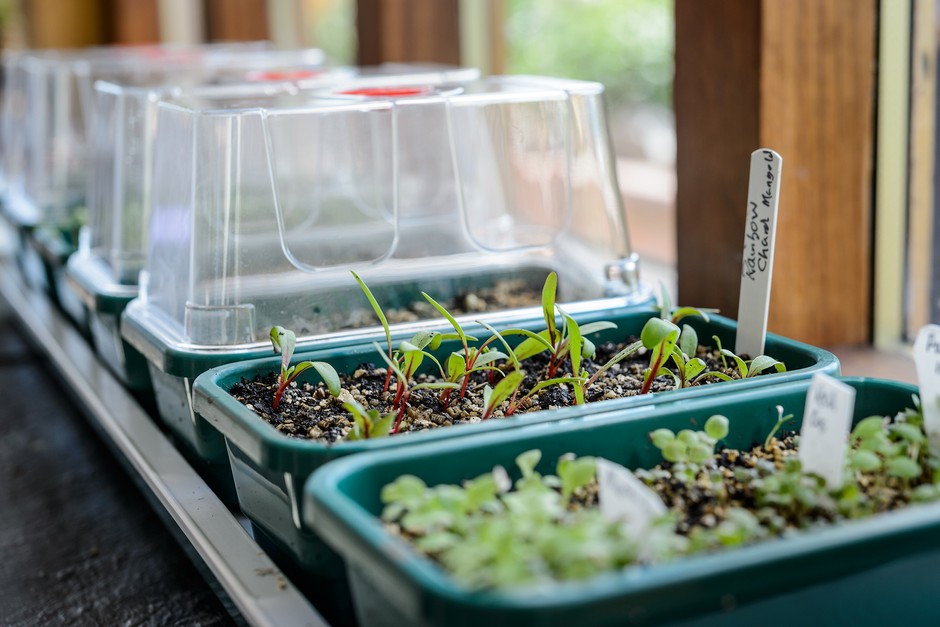 Seedlings in propagator trays on a windowsill Seedlings in propagator trays on a windowsill