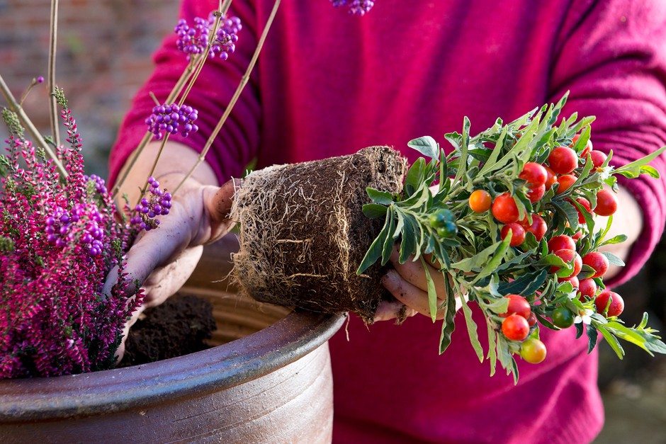 Planting up a winter container Planting up a winter container