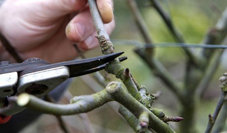 Shortening the stems Shortening the stems