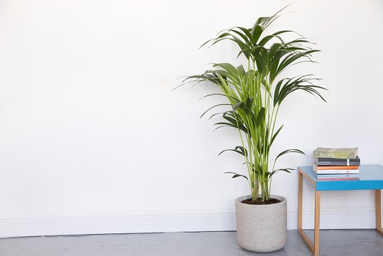 Kentia palm. Sarah Cuttle