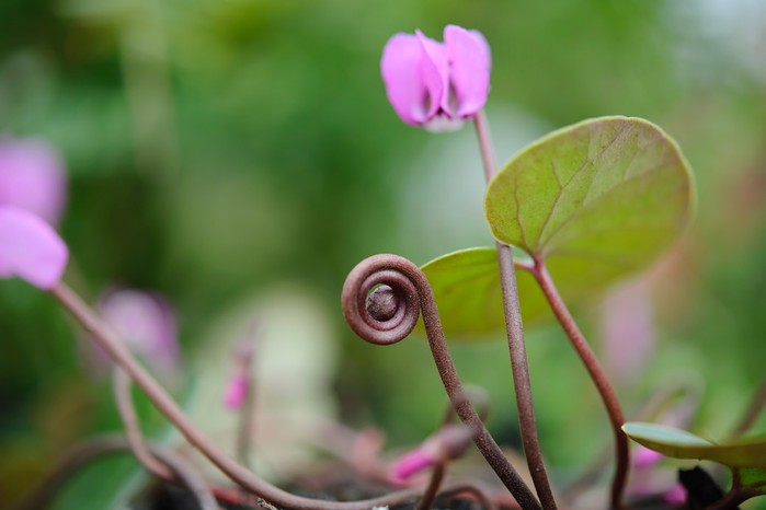 Cyclamen coum Cyclamen coum