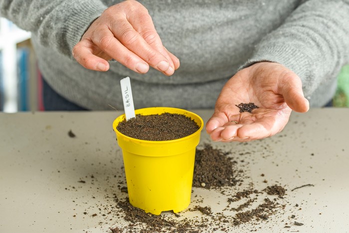 Sowing basil seed. Jason Ingram Sowing basil seed. Jason Ingram