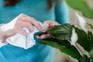 Dusting the leaves of a peace lily