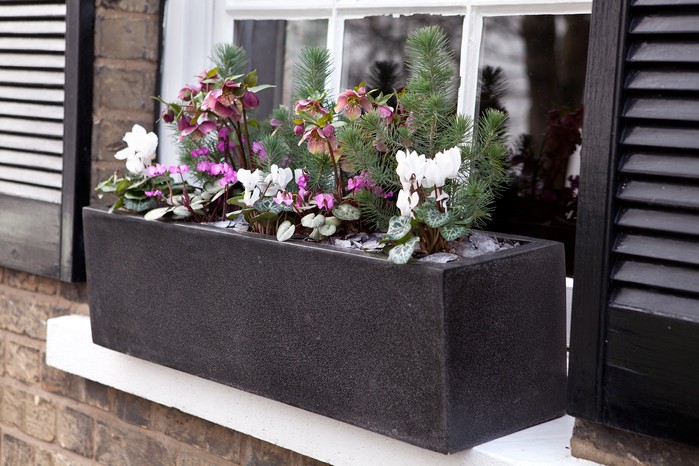 Windowsill container planted up with winter-flowering plants Windowsill container planted up with winter-flowering plants
