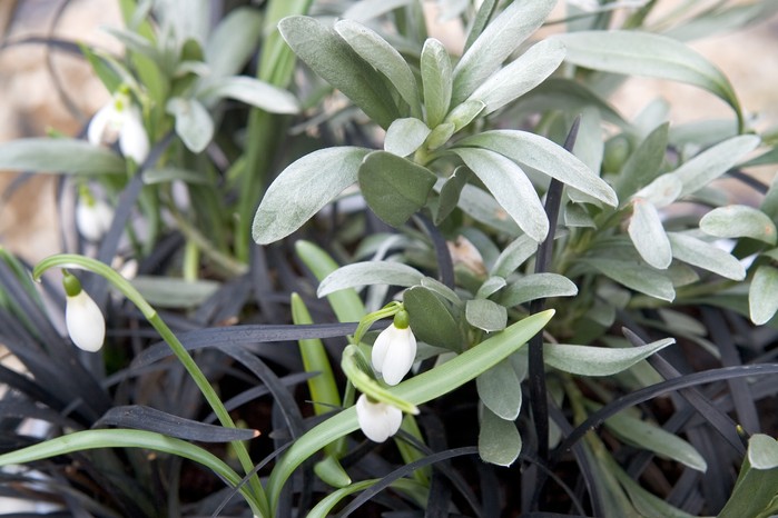 Silver-leaved Convolvulus cneorum Silver-leaved Convolvulus cneorum