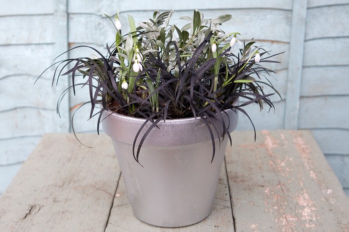 Winter plants for pots - snowdrops Winter plants for pots - snowdrops