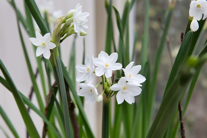 Paper white narcissus flowers Paper white narcissus flowers