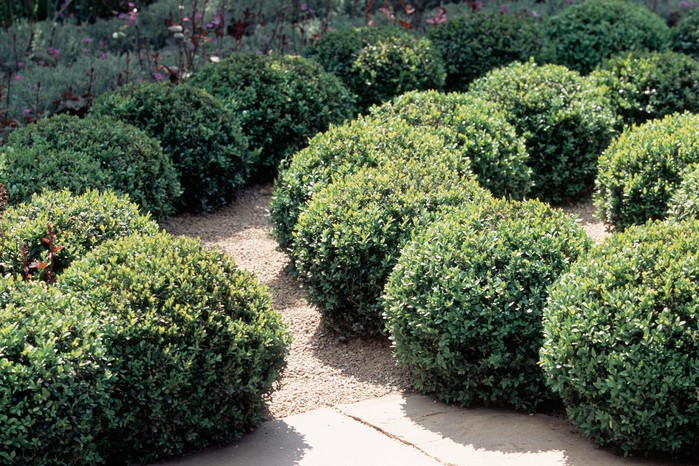 Topiary box balls Topiary box balls