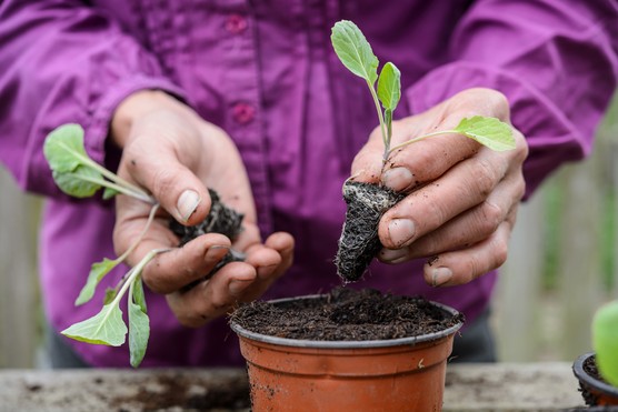 Potting up veg plug plants. Jason Ingram