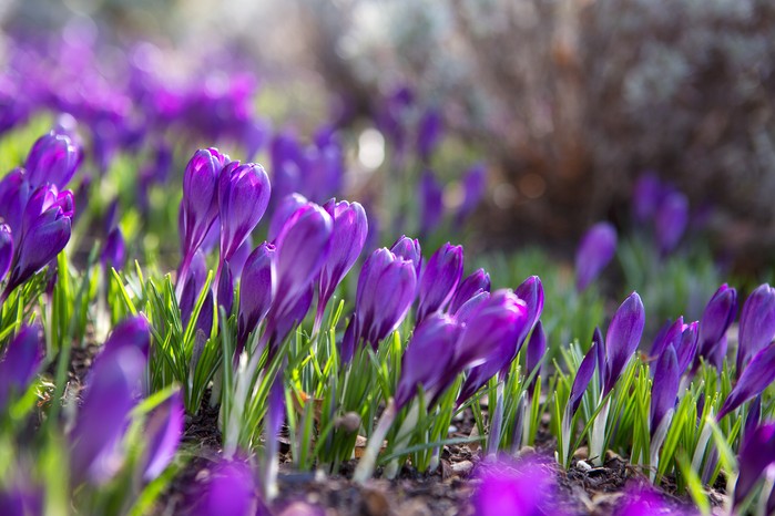 Spring flowers - crocus, Crocus tommasinianus Spring flowers - crocus, Crocus tommasinianus