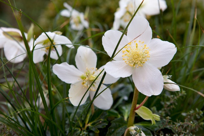 Spring flowers - Helleborus niger Spring flowers - Helleborus niger