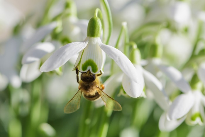 Spring flowers - snowdrops, Galanthus spp Spring flowers - snowdrops, Galanthus spp