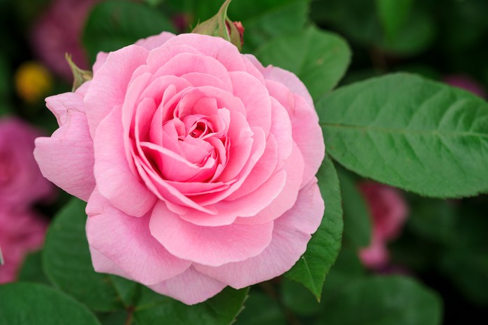 Rosa 'Gertrude Jekyll'. David Austin. Jason Ingram Rosa 'Gertrude Jekyll'. David Austin. Jason Ingram