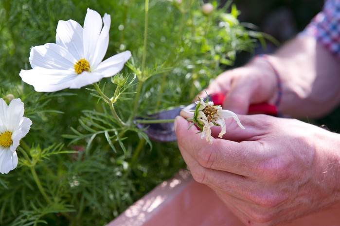 How to grow cosmos - how to care for cosmos How to grow cosmos - how to care for cosmos