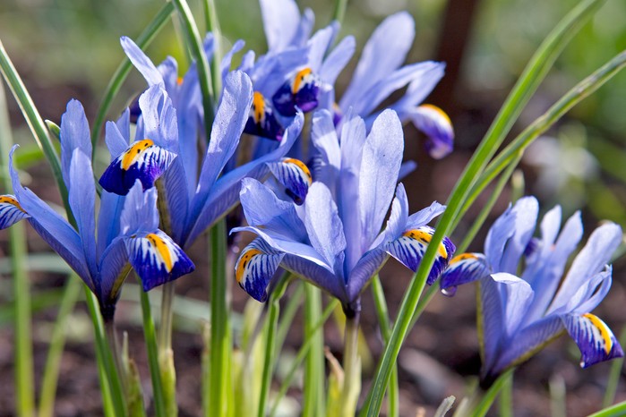 Spring flowers - reticulate iris 'Gordon' Spring flowers - reticulate iris 'Gordon'