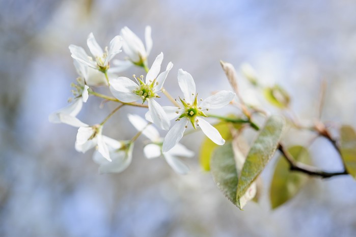 Snowy mespilus, Amelanchier lamarckii. Jason Ingram Snowy mespilus, Amelanchier lamarckii. Jason Ingram