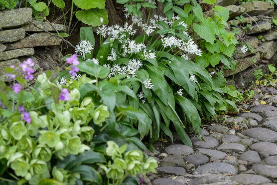 Allium ursinum growing in a garden. Jason Ingram