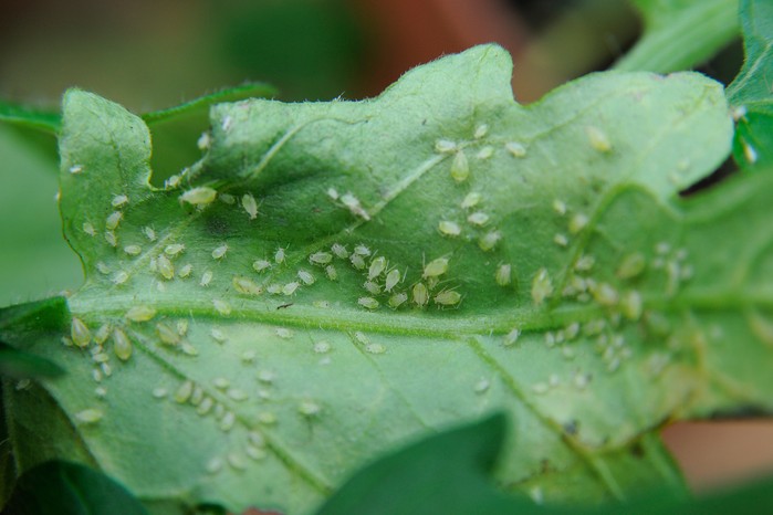 Aphids on the underside of a leaf Aphids on the underside of a leaf