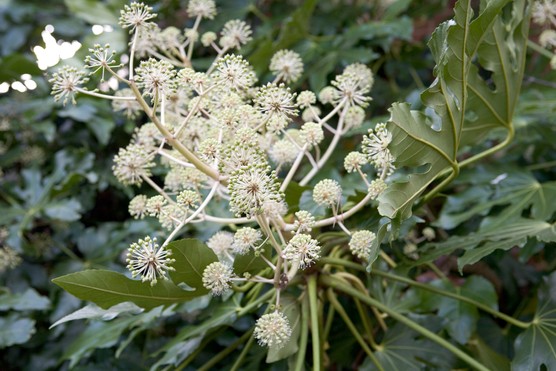 How to grow fatsia japonica
