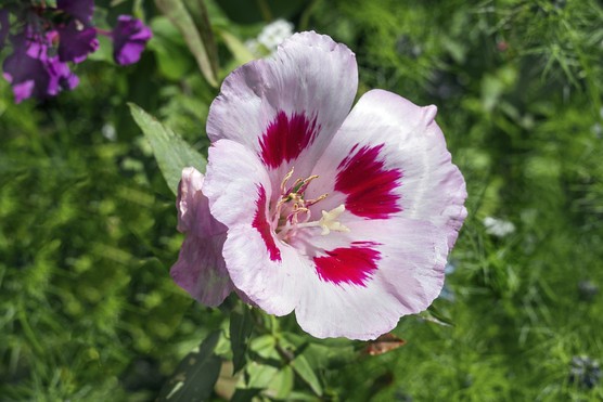 Godetia (Clarkia amoena). Getty Images
