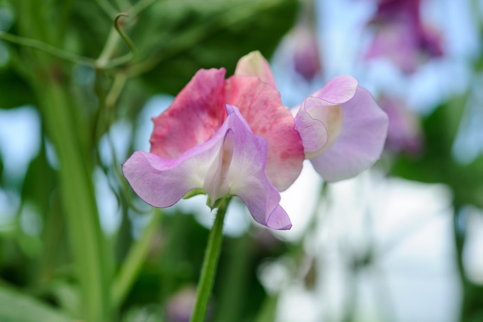 How to grow sweet peas - problem-solving How to grow sweet peas - problem-solving