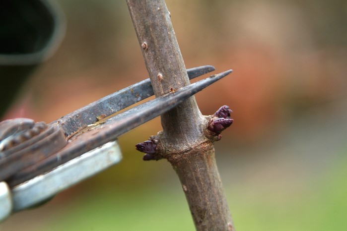 What to prune in winter - pruning trees What to prune in winter - pruning trees