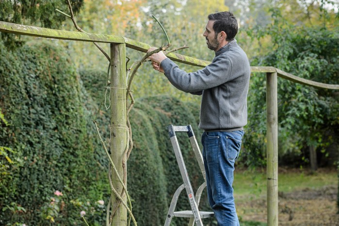 Adam Frost (31st October 2016) Pruning and tying in a climbing rose