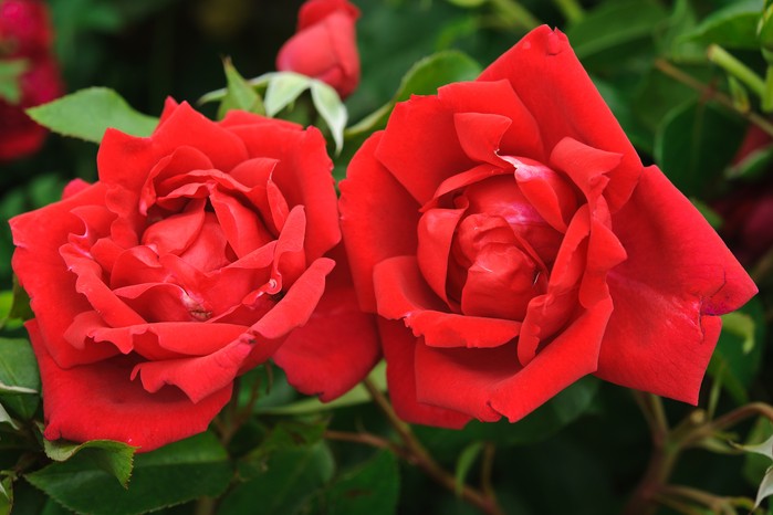 Hampton Court Flower Show (5th July 2010) Modern shrub rose 'Team England'