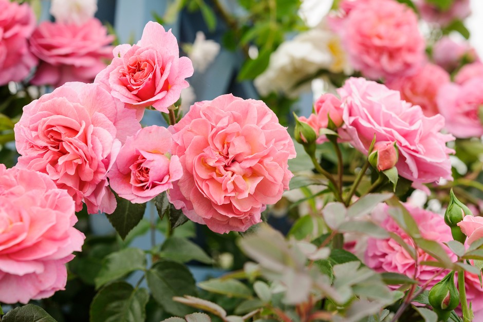 Rose 'Pippin' Rose 'Pippin'