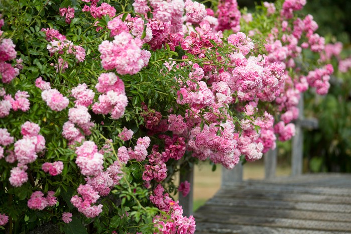 How to grow rambling roses How to grow rambling roses
