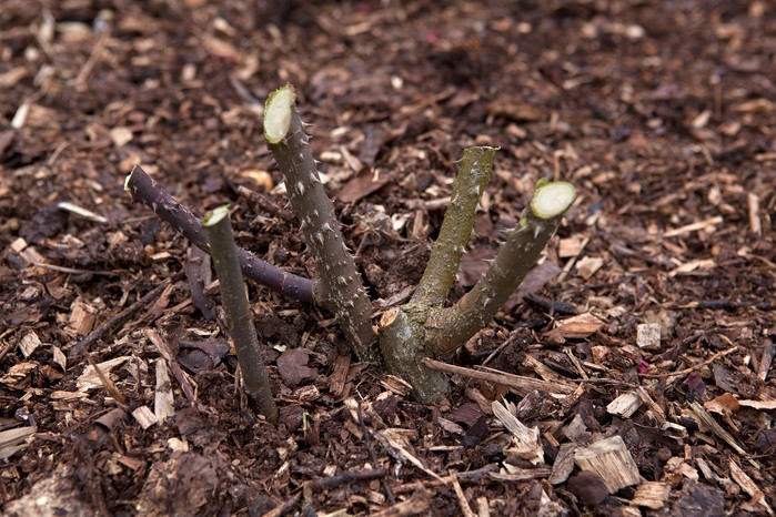 2048x1365-Guide-to-pruning-roses-WTDN_260313_Sarah_Cuttle_Pruning-Rose1-a7- A hard-pruned hybrid tea rose