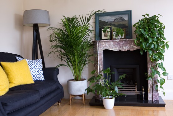 House plants for low light. Sarah Cuttle