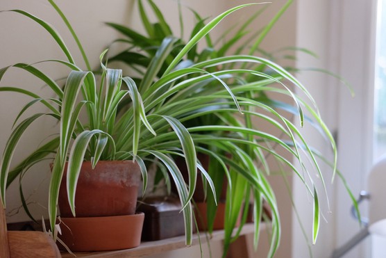 Spider plant, Chlorophytum comosum 'Variegatum'