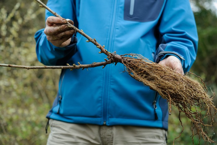 Bare root blackcurrant bush. Jason Ingram Bare root blackcurrant bush. Jason Ingram