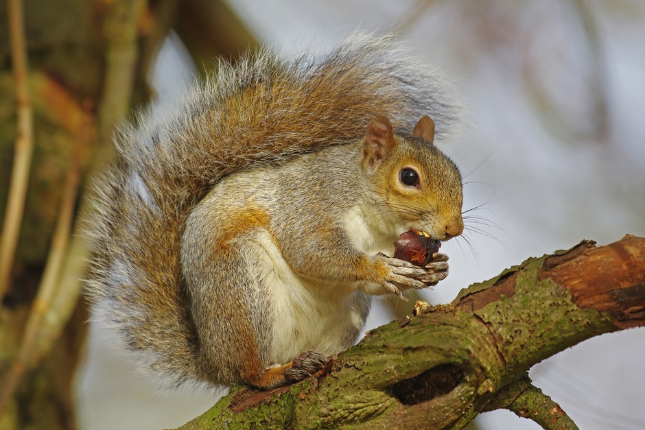 Grey squirrel (Sciurus carolinensis) eating a horse chestnut. Photo: Getty Images. Grey squirrel (Sciurus carolinensis) eating a horse chestnut. Photo: Getty Images.