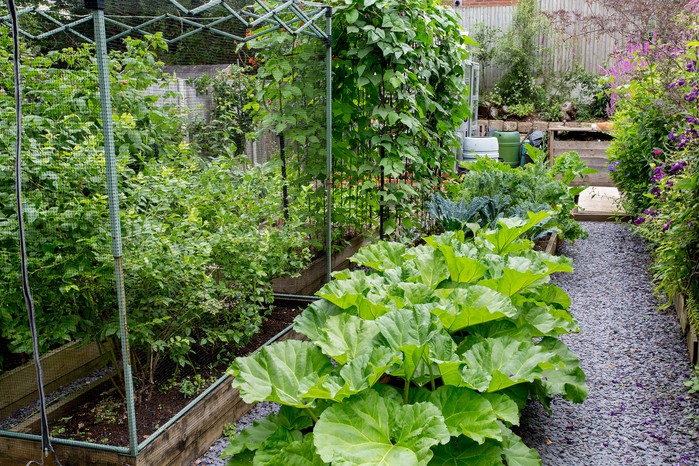 Fruit cage used to protect crops Fruit cage used to protect crops