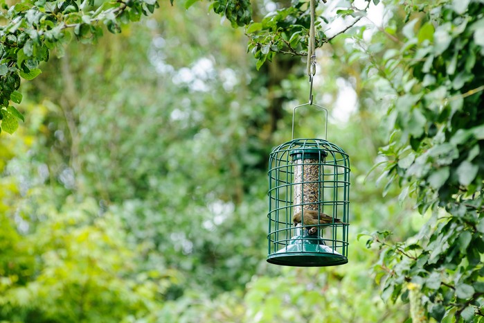 Squirrel-proof bird feeder with greenfinch Squirrel-proof bird feeder with greenfinch