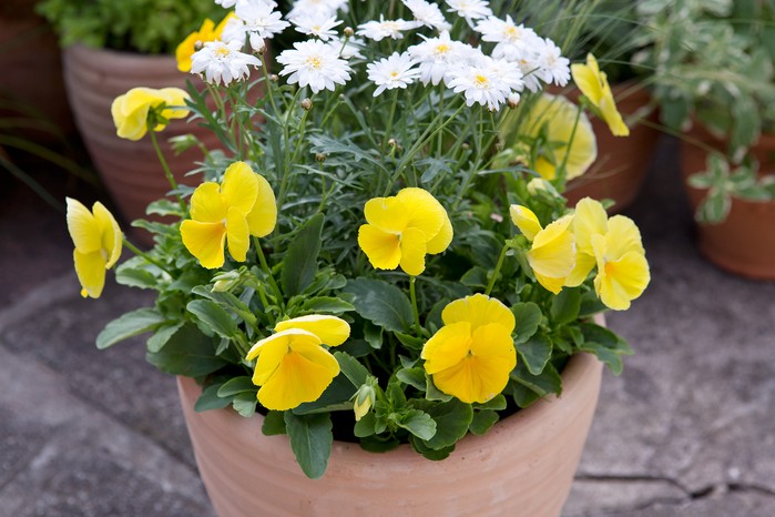 Terracotta container planted with pansies and Argyranthemum 'Madeira' Terracotta container planted with pansies and Argyranthemum 'Madeira'
