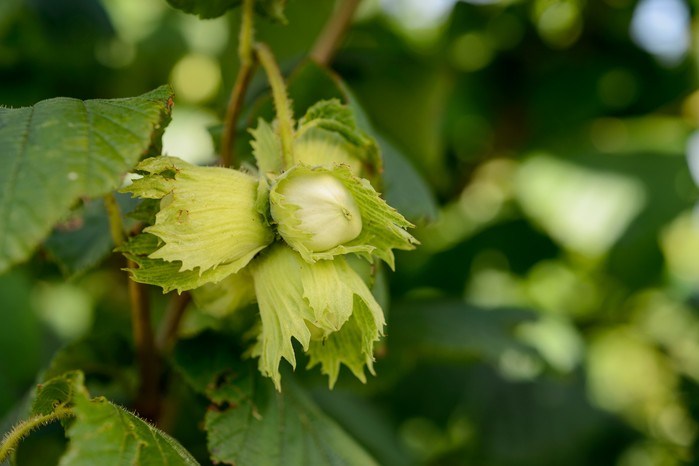 Cobnut tree, Corylus maxima Cobnut tree, Corylus maxima