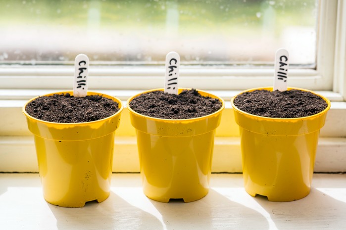 How to grow chillies - sowing chilli seed How to grow chillies - sowing chilli seed